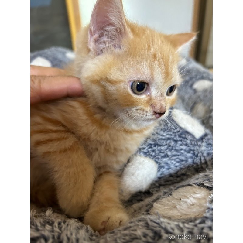 販売中の群馬県のスコティッシュフォールド-123173の5枚目