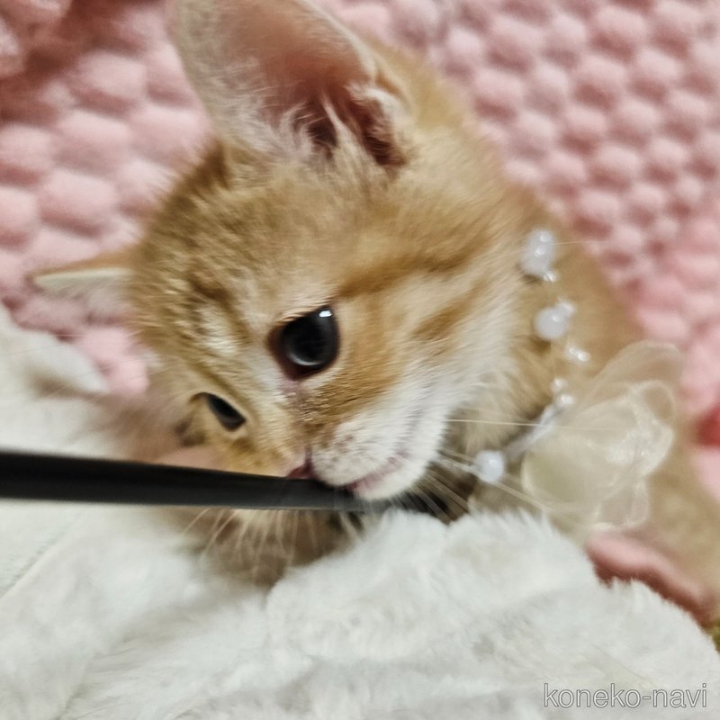 販売中の茨城県のミヌエット-123175の7枚目