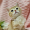オンライン見学