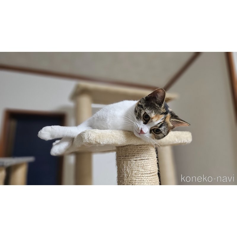ポニョちゃん1枚目