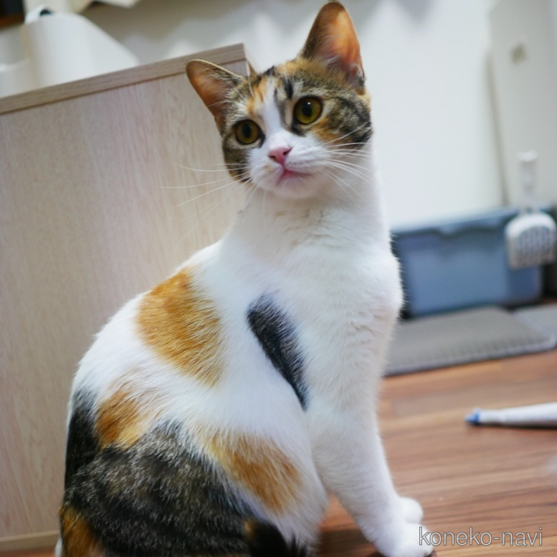 ポニョちゃん1枚目