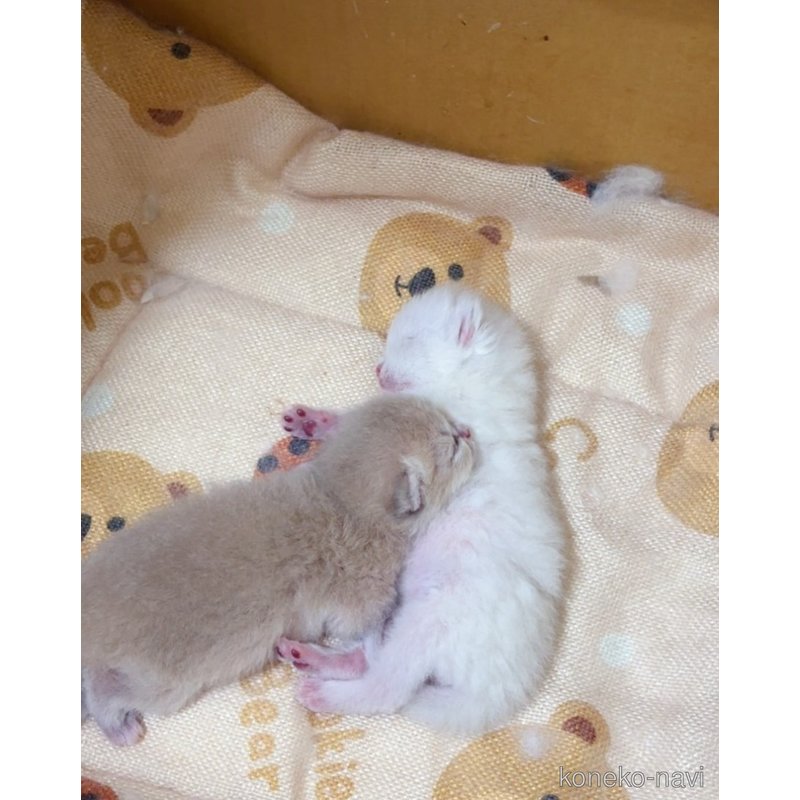 販売中の埼玉県のブリティッシュショートヘア-123188の3枚目
