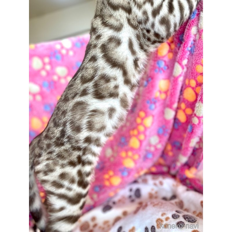 販売中の静岡県のベンガル-112804の21枚目