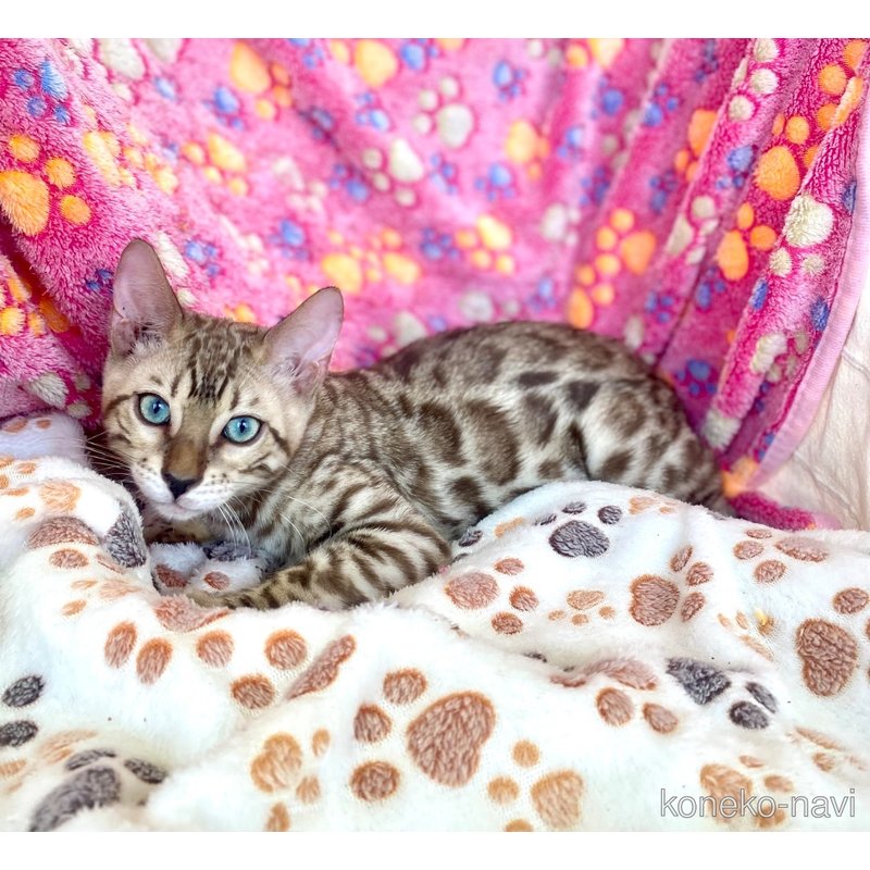 販売中の静岡県のベンガル-112804の17枚目