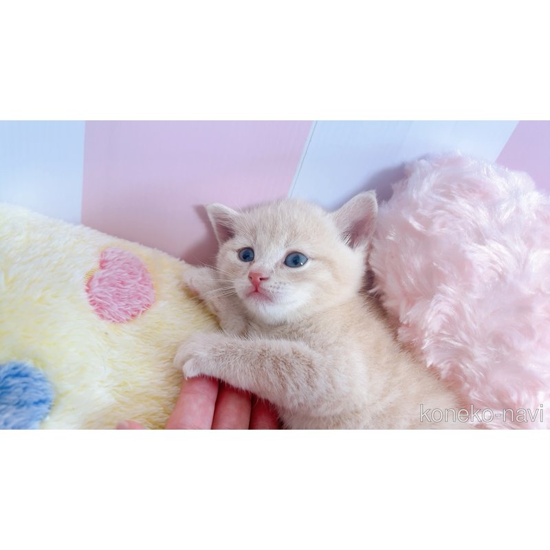 販売中の群馬県のスコティッシュフォールド-123232の3枚目
