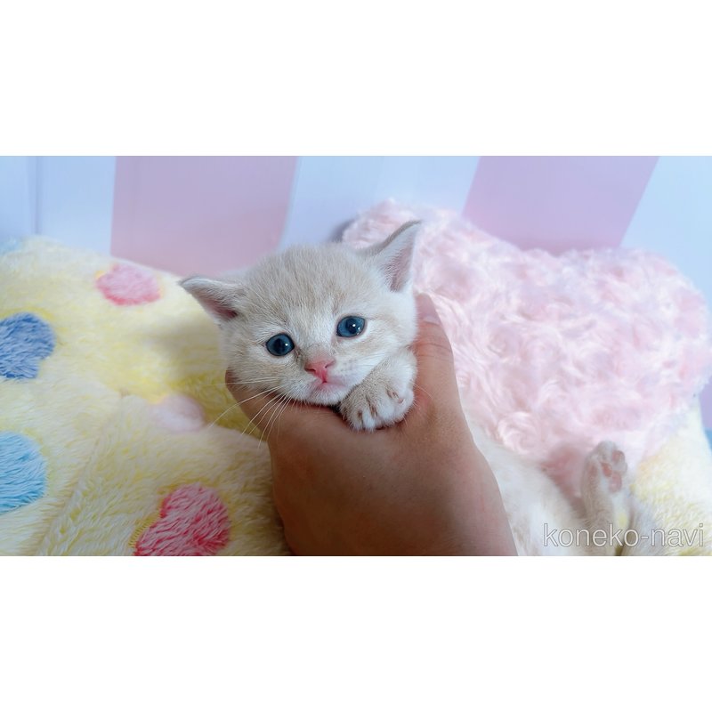販売中の群馬県のスコティッシュフォールド-123232の4枚目