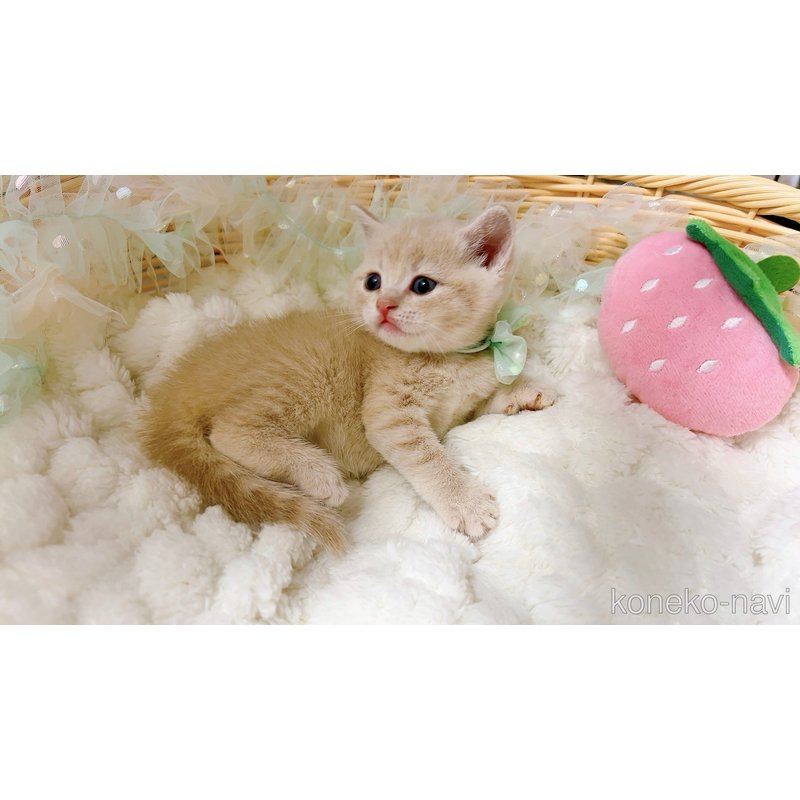販売中の群馬県のスコティッシュフォールド-123233の7枚目