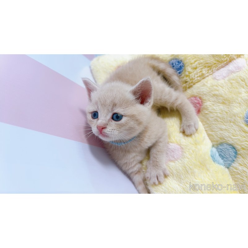 販売中の群馬県のスコティッシュフォールド-123233の6枚目