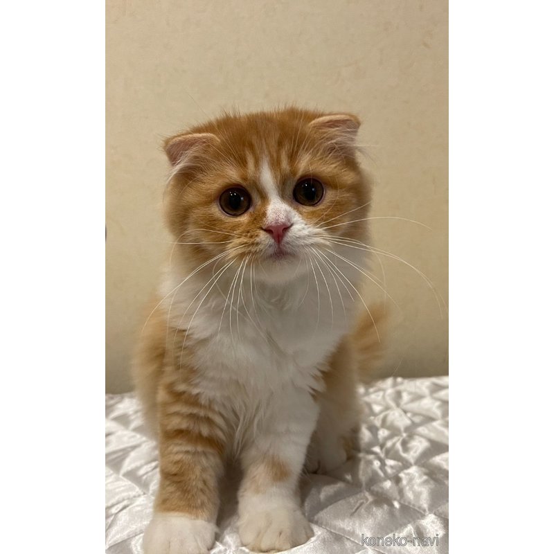 販売中の奈良県のスコティッシュフォールド(折れ耳)-123242の2枚目