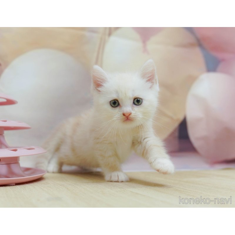 販売中の神奈川県のマンチカン-123245の1枚目