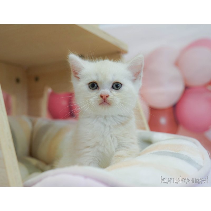 販売中の神奈川県のマンチカン-123245の17枚目