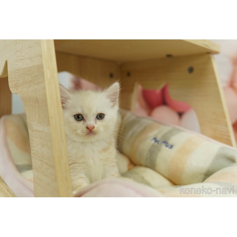 販売中の神奈川県のマンチカン-123245の16枚目