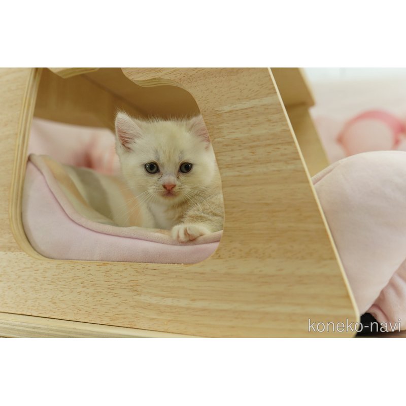 販売中の神奈川県のマンチカン-123245の13枚目