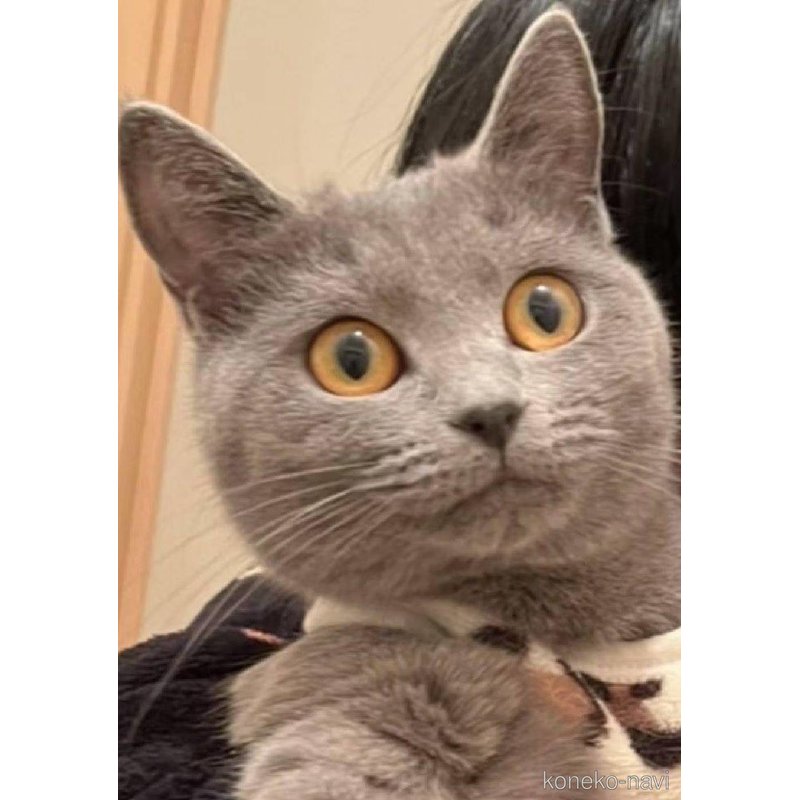 ののシャルトリュー-