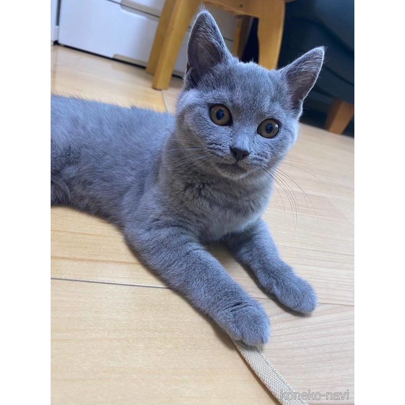 きなこちゃん1枚目