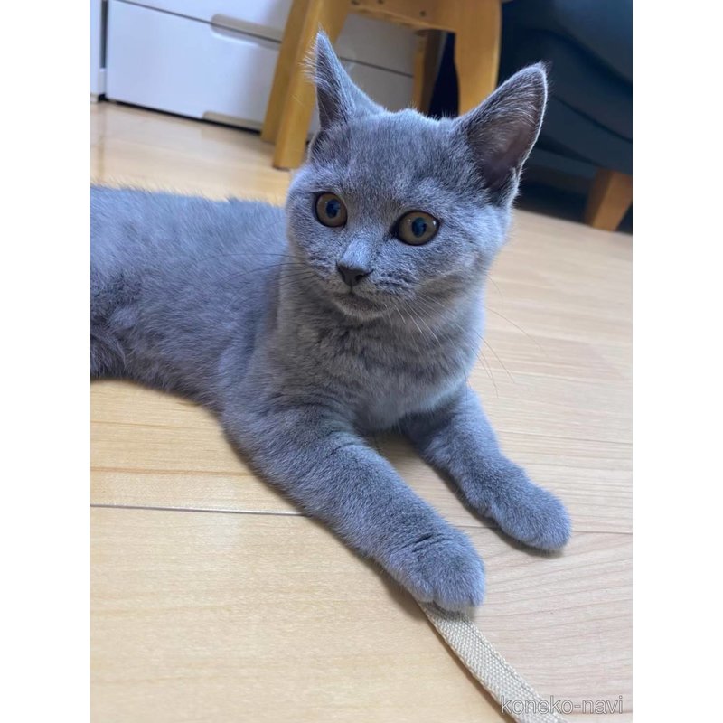 きなこちゃん1枚目