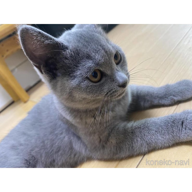 きなこちゃん1枚目
