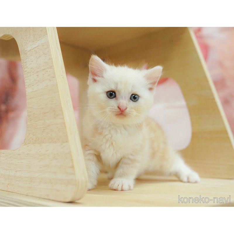 販売中の神奈川県のマンチカン-123253の22枚目