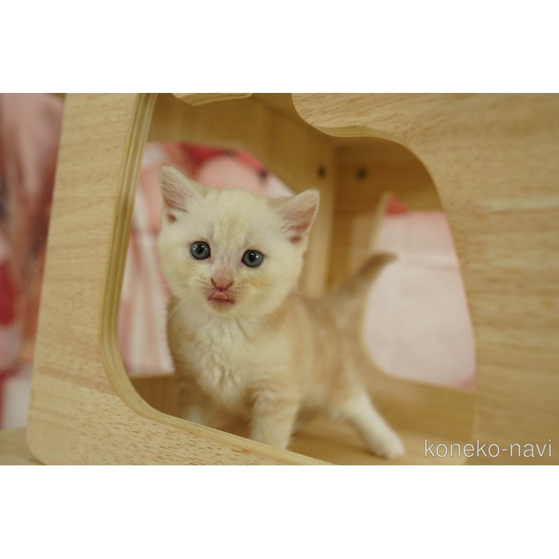 販売中の神奈川県のマンチカン-123253の9枚目