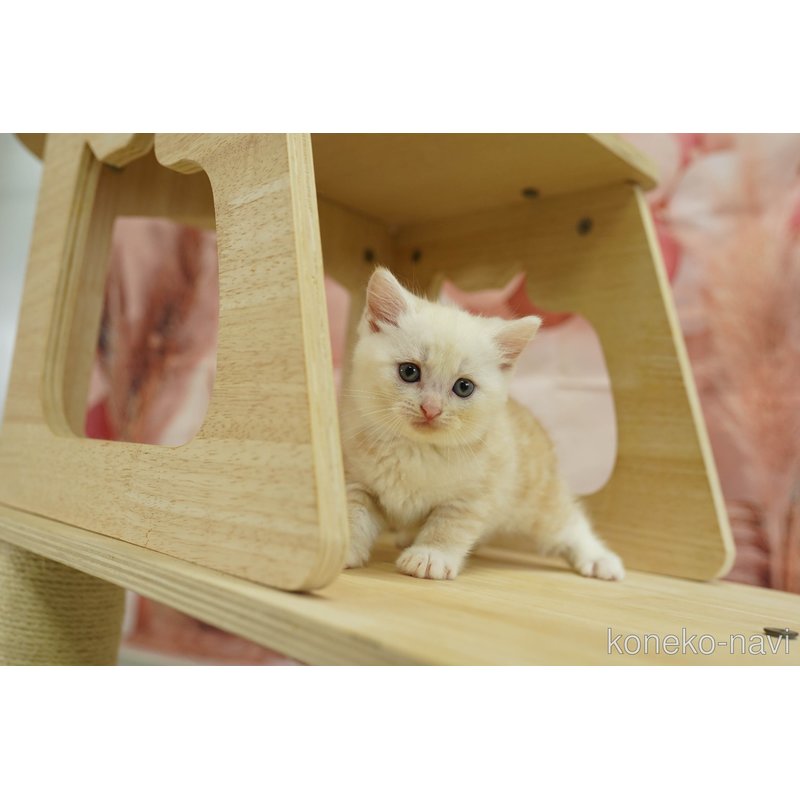 販売中の神奈川県のマンチカン-123253の7枚目