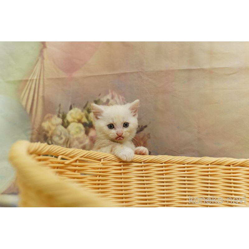 販売中の神奈川県のマンチカン-123253の4枚目