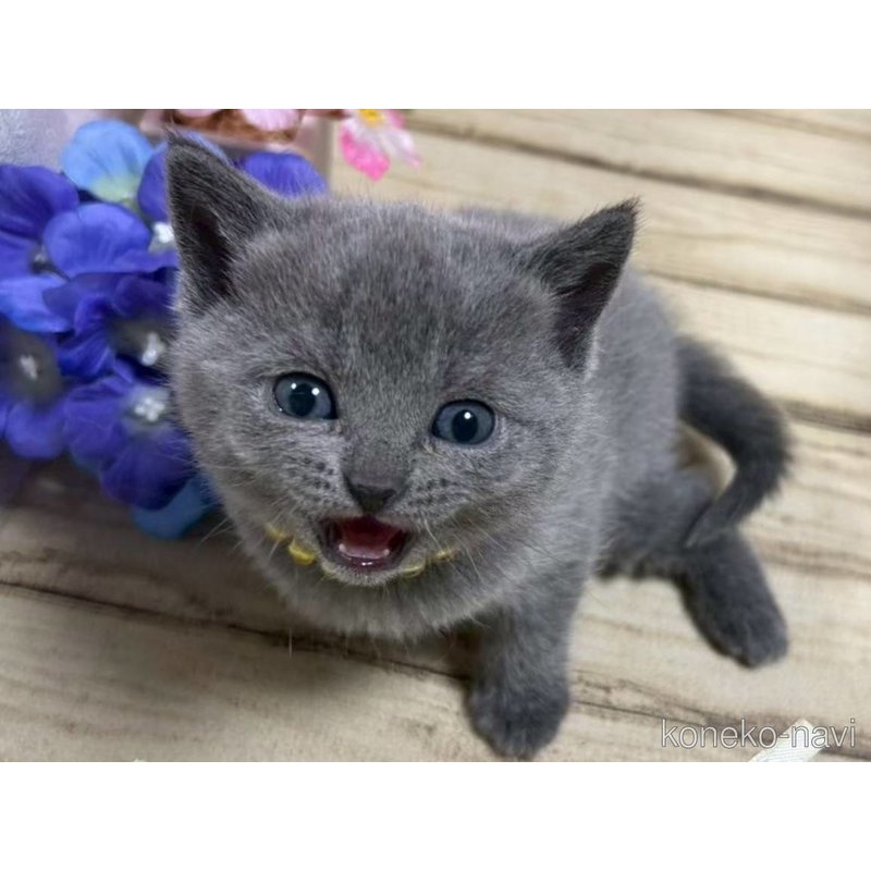 販売中の山口県のシャルトリュー-123257の2枚目