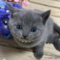 オンライン見学