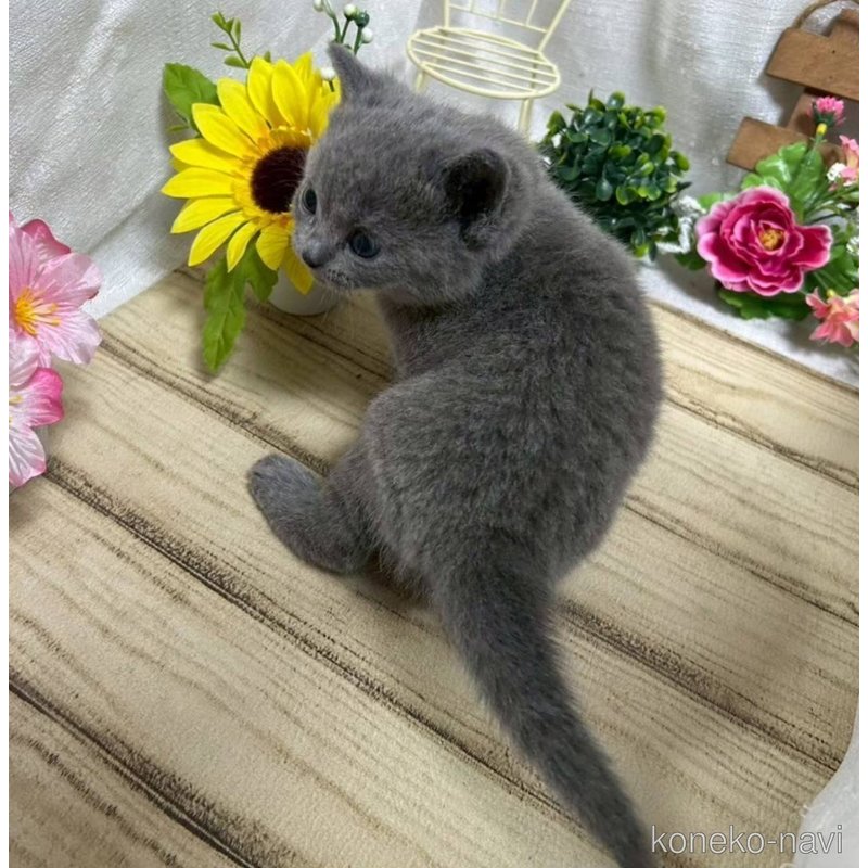 販売中の山口県のシャルトリュー-123260の6枚目