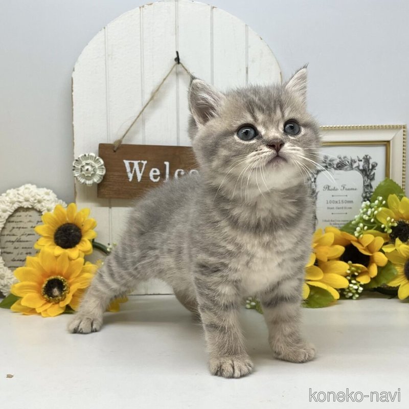 販売中の岡山県のブリティッシュショートヘア-123269の5枚目