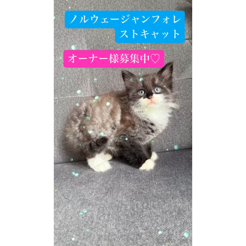 販売中の滋賀県のノルウェージャンフォレストキャット-123273の3枚目