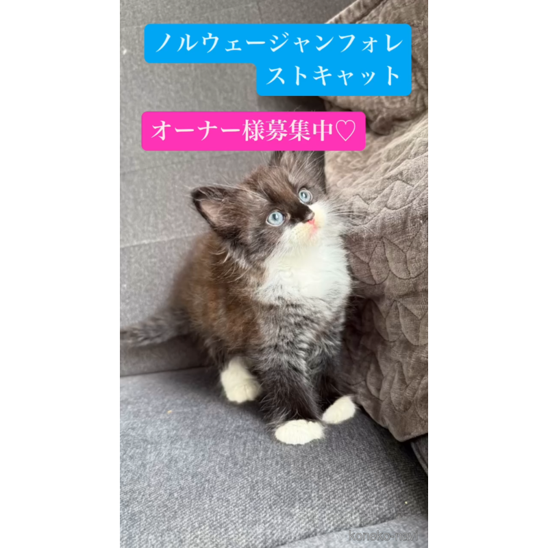 販売中の滋賀県のノルウェージャンフォレストキャット-123273の2枚目