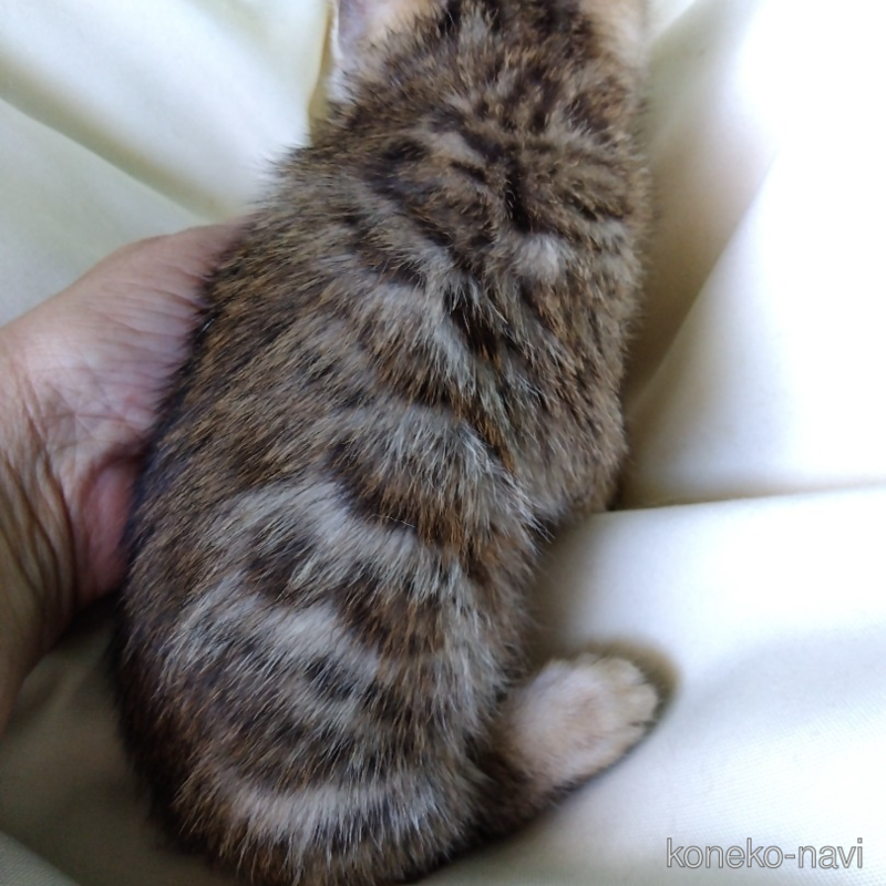 販売中の茨城県のベンガル-123277の3枚目
