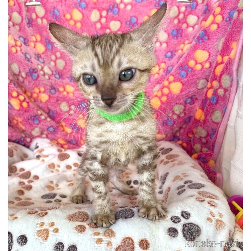 販売中の静岡県のベンガル-118731の27枚目