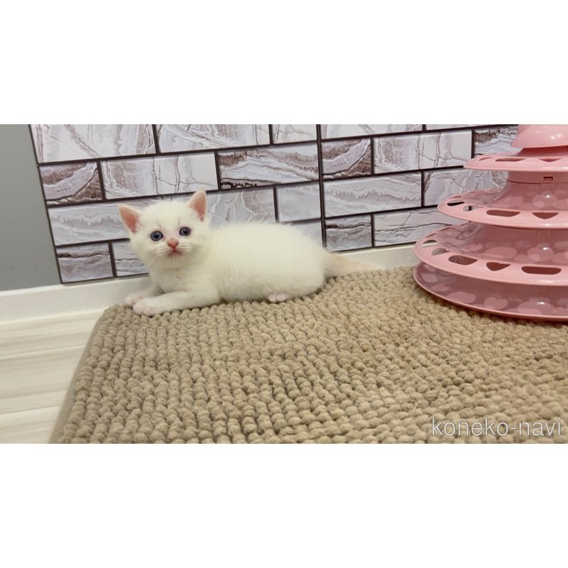 販売中の福岡県のマンチカン-123295の2枚目