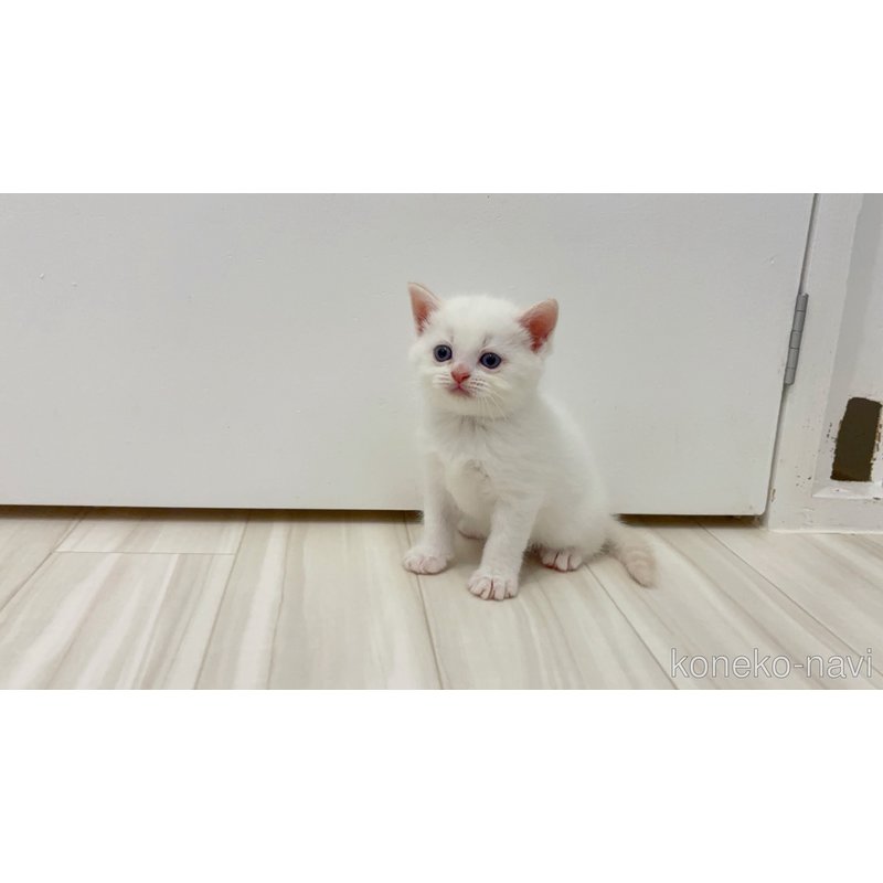 販売中の福岡県のマンチカン-123295の3枚目
