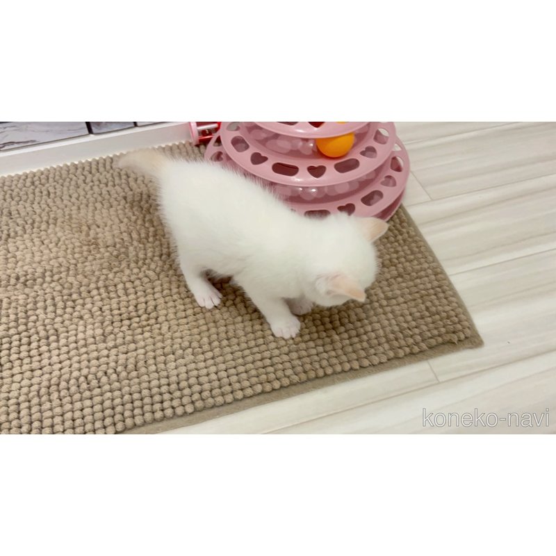 販売中の福岡県のマンチカン-123295の4枚目