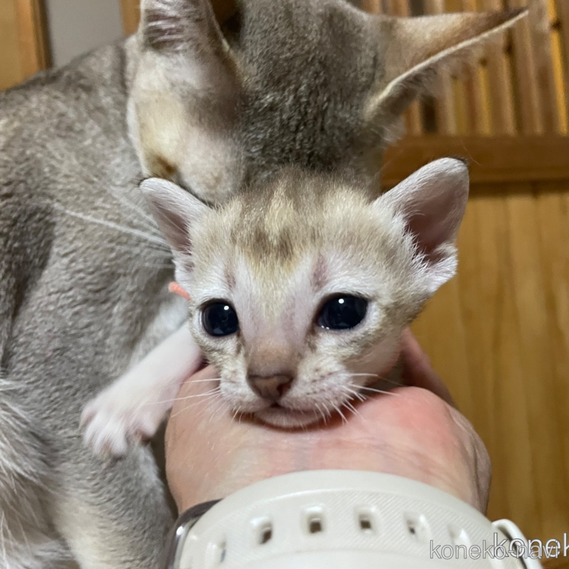 商談中の広島県のシンガプーラ-123301