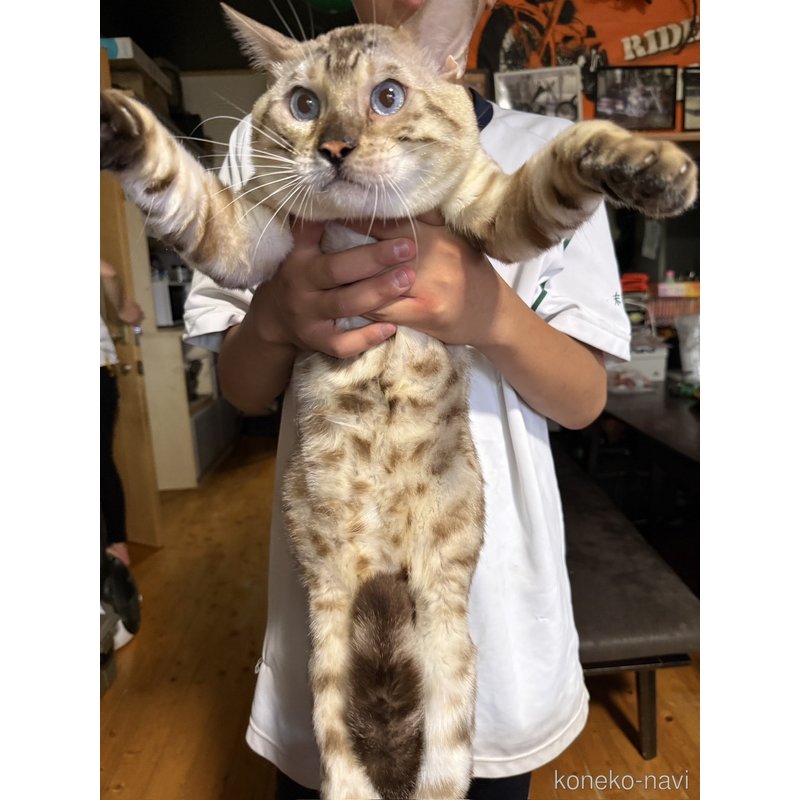 レオくん1枚目