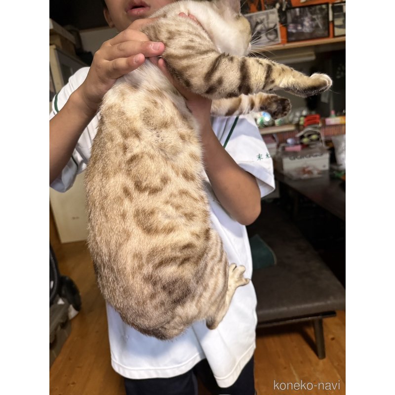 レオくん1枚目