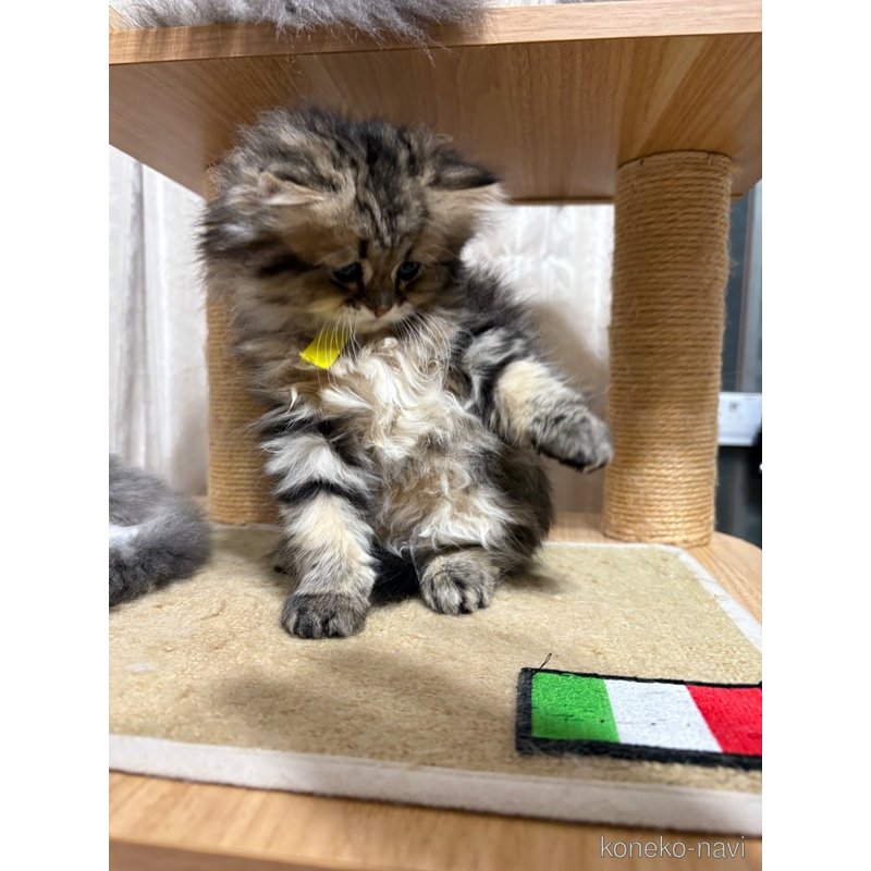 販売中の愛知県のミヌエット-121535の5枚目