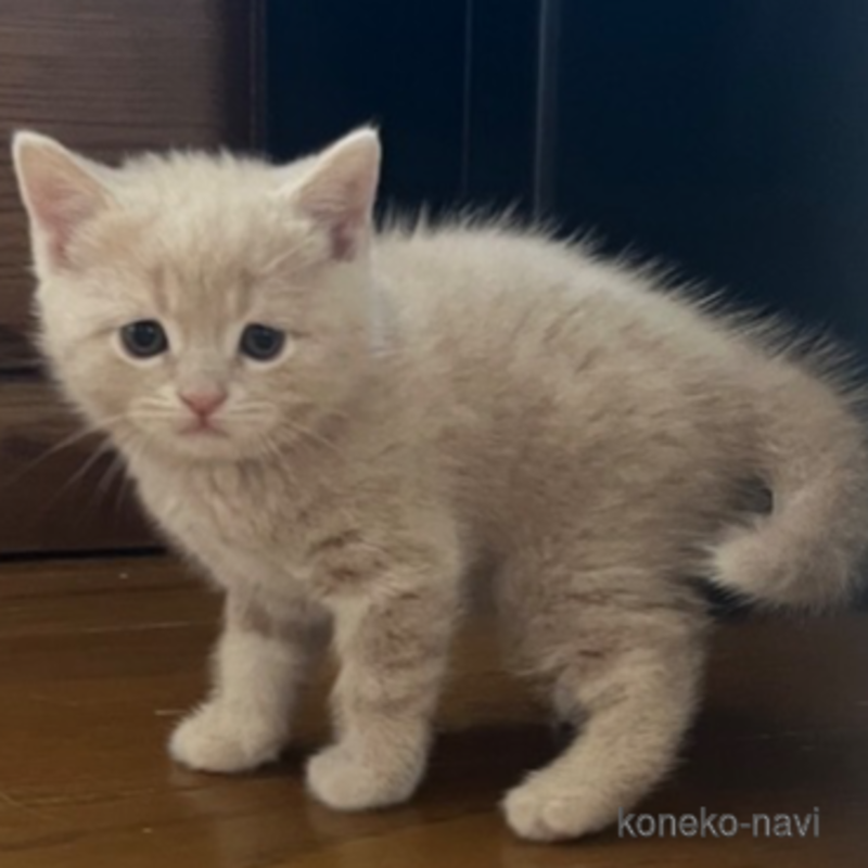 成約済の東京都のスコティッシュフォールド-120478の11枚目