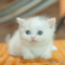 オンライン見学
