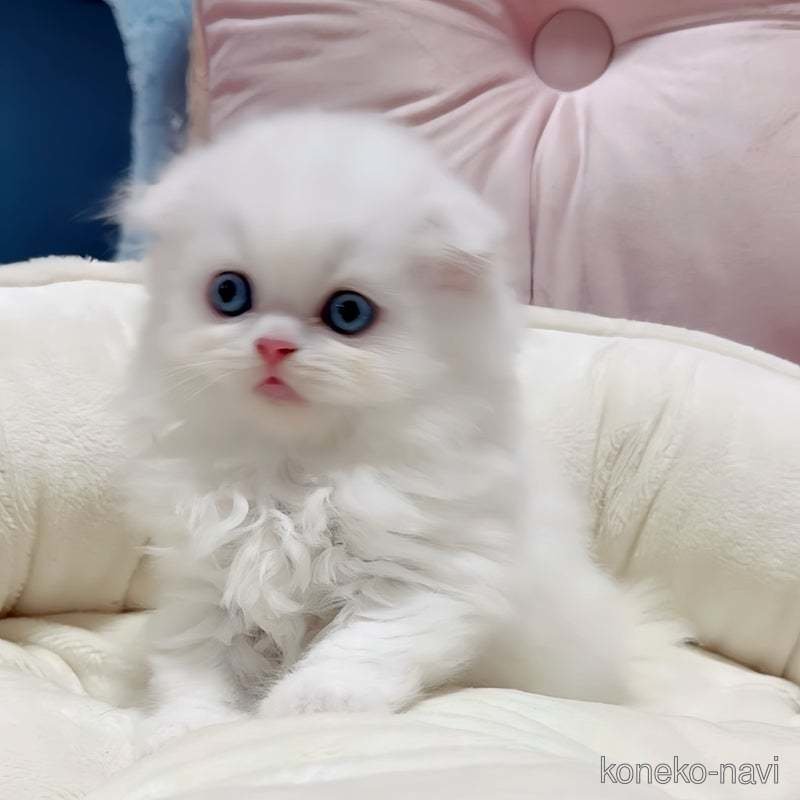 販売中の愛媛県のスコティッシュフォールド(折れ耳)-123368の5枚目