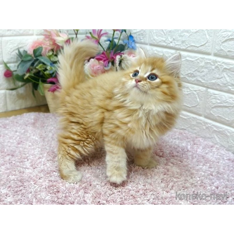 販売中の東京都のラガマフィン-123369の2枚目