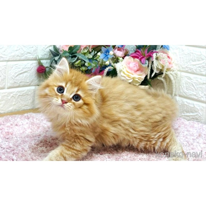 販売中の東京都のラガマフィン-123369の7枚目