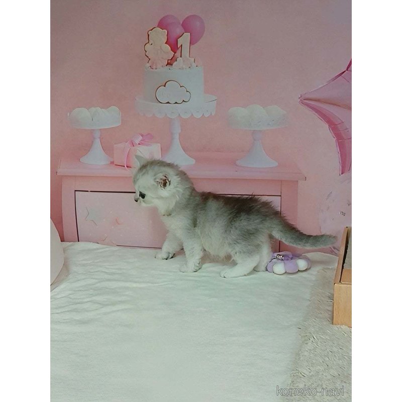 販売中の千葉県のマンチカン-123372の4枚目