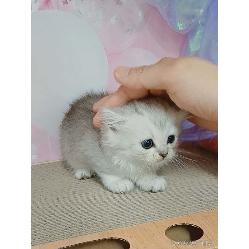 販売中の千葉県のマンチカン-123372の6枚目