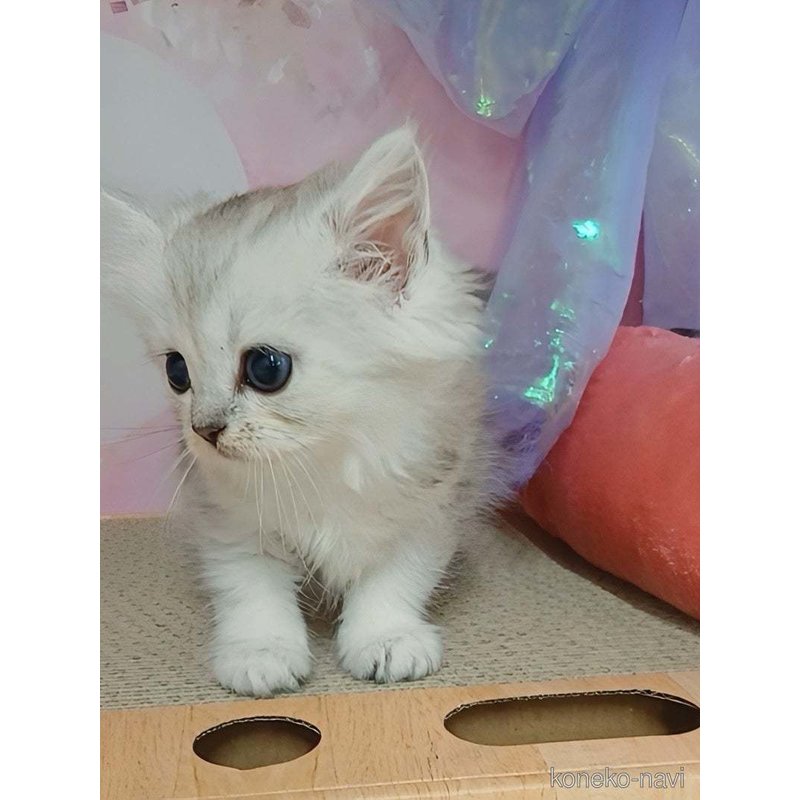 販売中の千葉県のマンチカン-123372の7枚目