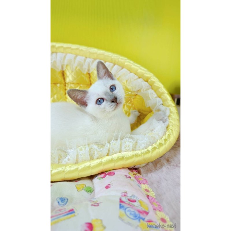 販売中の埼玉県のトンキニーズ-123375の6枚目