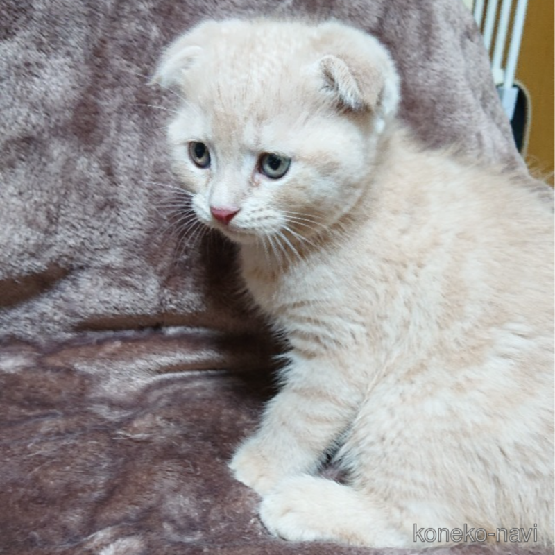 販売中の兵庫県のスコティッシュフォールド(折れ耳)-123396の12枚目